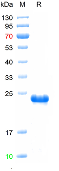 Recombinant human ARHGAP24 protein, C-His