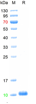 Recombinant human IL-8 protein, His (HEK293)