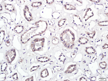 APR3 Rabbit Polyclonal Antibody