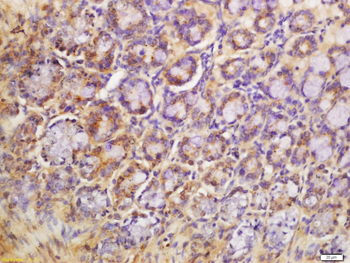 Agrin Rabbit Polyclonal Antibody