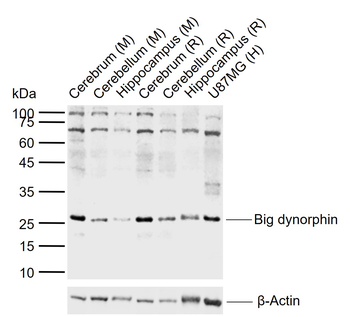 Big dynorphin Rabbit Polyclonal Antibody