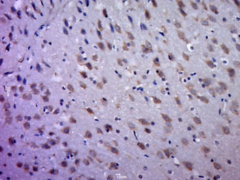 C19orf50 Rabbit Polyclonal Antibody