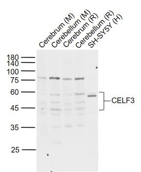 CELF3 Rabbit Polyclonal Antibody