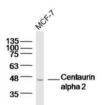 Centaurin alpha 2 Rabbit Polyclonal Antibody