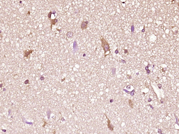 CFC1 Rabbit Polyclonal Antibody
