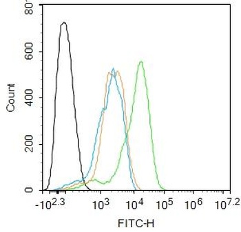 CHK2 (phospho-Thr383) antibody