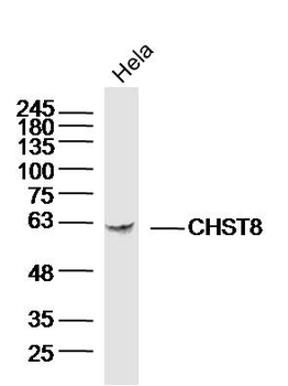 CHST8 Rabbit Polyclonal Antibody