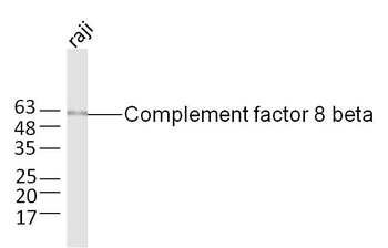 Complement factor 8 beta Rabbit Polyclonal Antibody