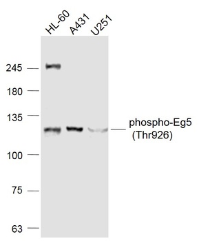 pEg5 antibody