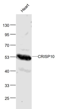 CRISP10 antibody