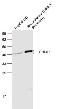 CHI3L1 Rabbit Polyclonal Antibody