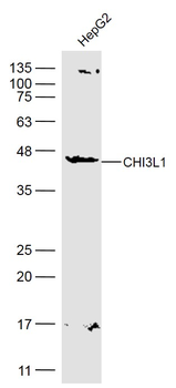 CHI3L1 Rabbit Polyclonal Antibody