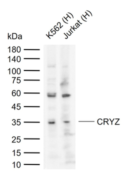 CRYZ Rabbit Polyclonal Antibody