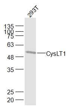 CysLT1 Rabbit Polyclonal Antibody