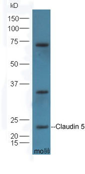 Claudin 5 Rabbit Polyclonal Antibody