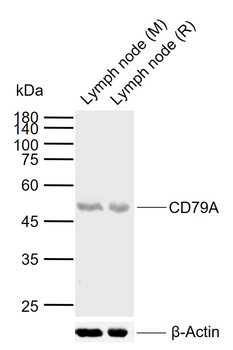 CD79A Rabbit Polyclonal Antibody
