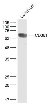 CD361 Rabbit Polyclonal Antibody