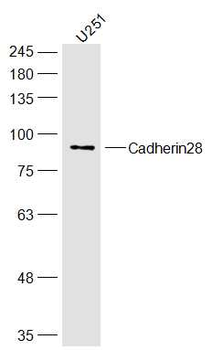 Cadherin28 Rabbit Polyclonal Antibody