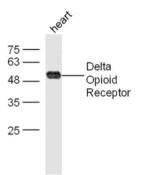 Delta Opioid Receptor Rabbit Polyclonal Antibody