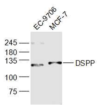 DSPP Rabbit Polyclonal Antibody