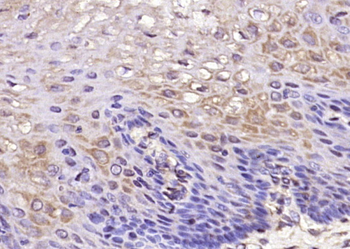 DEFB134 Rabbit Polyclonal Antibody