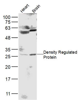 Density Regulated Protein Rabbit Polyclonal Antibody