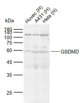 GSDMD Rabbit Polyclonal Antibody