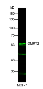 DMRT2 Rabbit Polyclonal Antibody