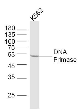 DNA Primase Rabbit Polyclonal Antibody
