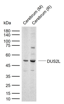 DUS2L Rabbit Polyclonal Antibody