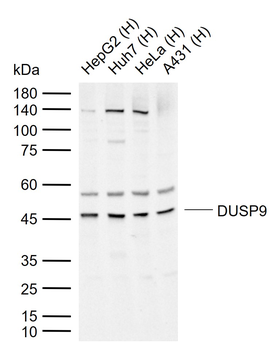 DUSP9 Rabbit Polyclonal Antibody