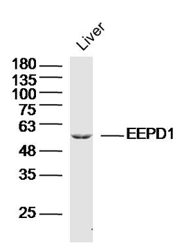EEPD1 Rabbit Polyclonal Antibody