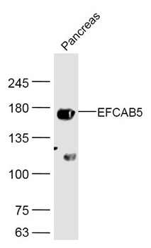 EFCAB5 Rabbit Polyclonal Antibody