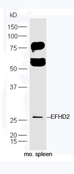 EFHD2 Rabbit Polyclonal Antibody