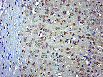 EFR3B Rabbit Polyclonal Antibody