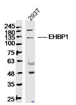 EHBP1 Rabbit Polyclonal Antibody