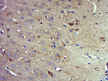 EIF3s8 Rabbit Polyclonal Antibody