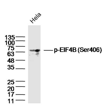 Phospho-EIF4B (Ser406) Rabbit Polyclonal Antibody