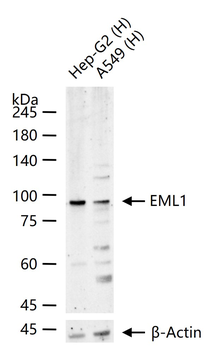 EML1 Rabbit Polyclonal Antibody
