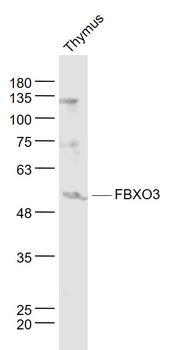 FBXO3 Rabbit Polyclonal Antibody