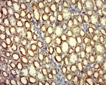 FA83D Rabbit Polyclonal Antibody