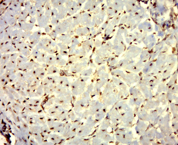 FAM118B Rabbit Polyclonal Antibody
