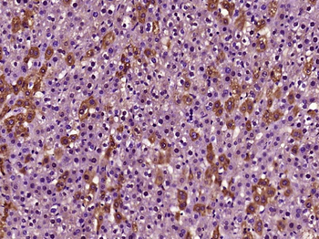 FAM119A Rabbit Polyclonal Antibody