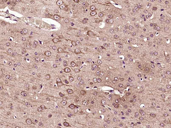FAM98C Rabbit Polyclonal Antibody