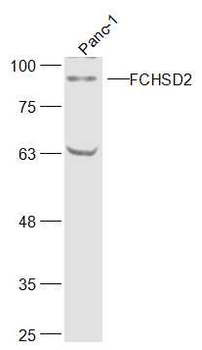 FCHSD2 Rabbit Polyclonal Antibody