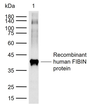 FIBIN Rabbit Polyclonal Antibody