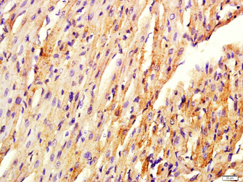 FITM1 Rabbit Polyclonal Antibody