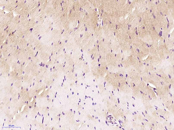 FKRP Rabbit Polyclonal Antibody