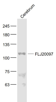 FLJ20097 Rabbit Polyclonal Antibody