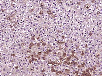 FLJ20259 Rabbit Polyclonal Antibody